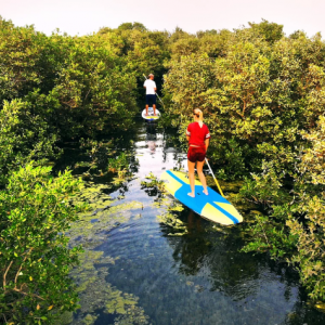 Mangrove Tours